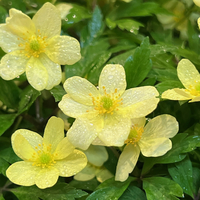 Anemone (Anemonoides) x lipsiensis 'Pallida'